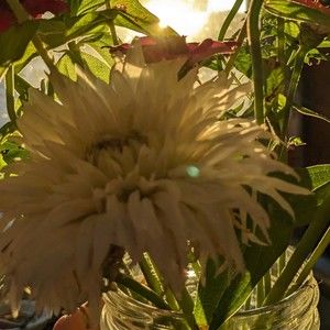 Meet your Posher, Dahlia